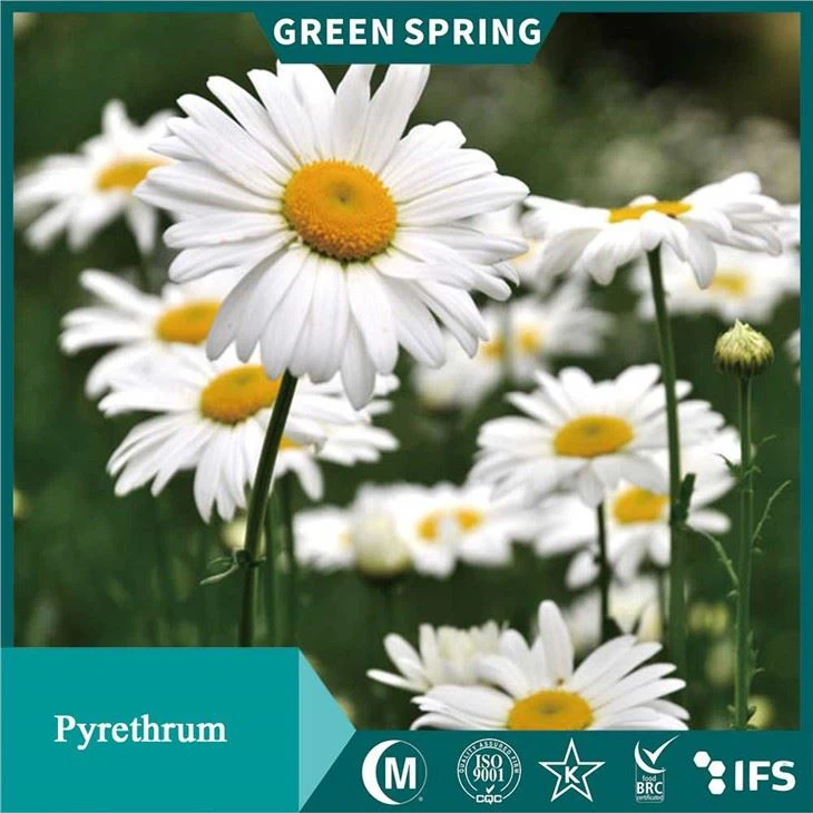 Pyrethrum